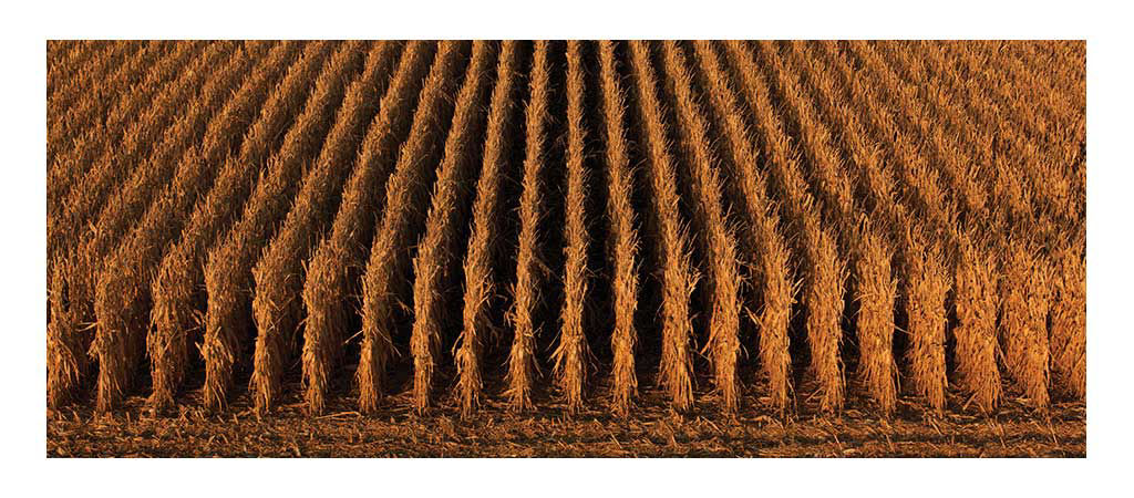 Cornfield - harvest season - aerial view