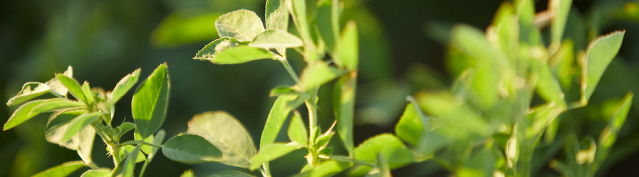 Alfalfa