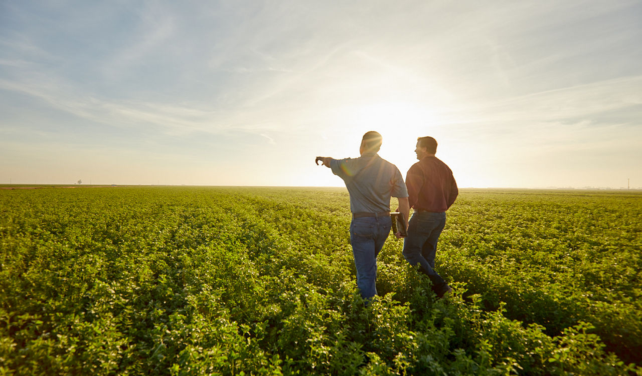Photo - alfalfa field - men walking