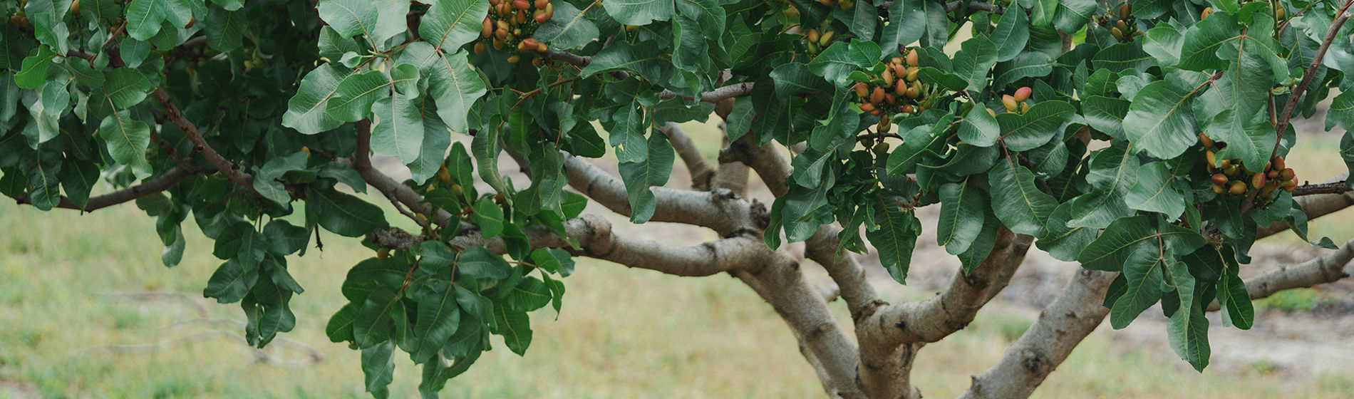 Árbol de pistachos