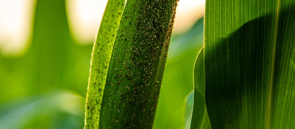 Planta de milho com pulgão nas folhas