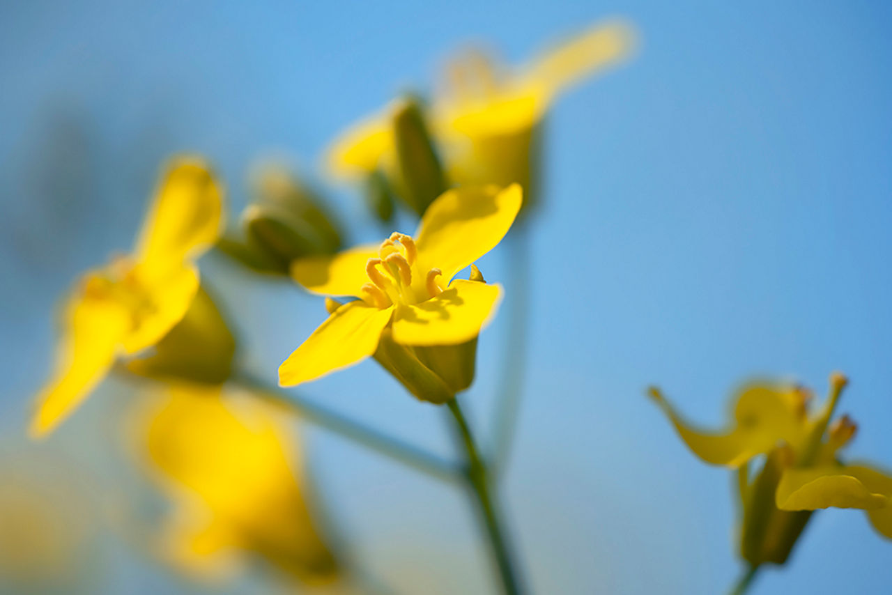 canola flower close up