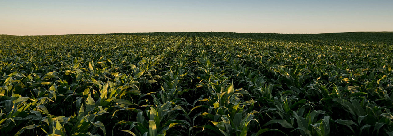 Cornfield - beauty shot