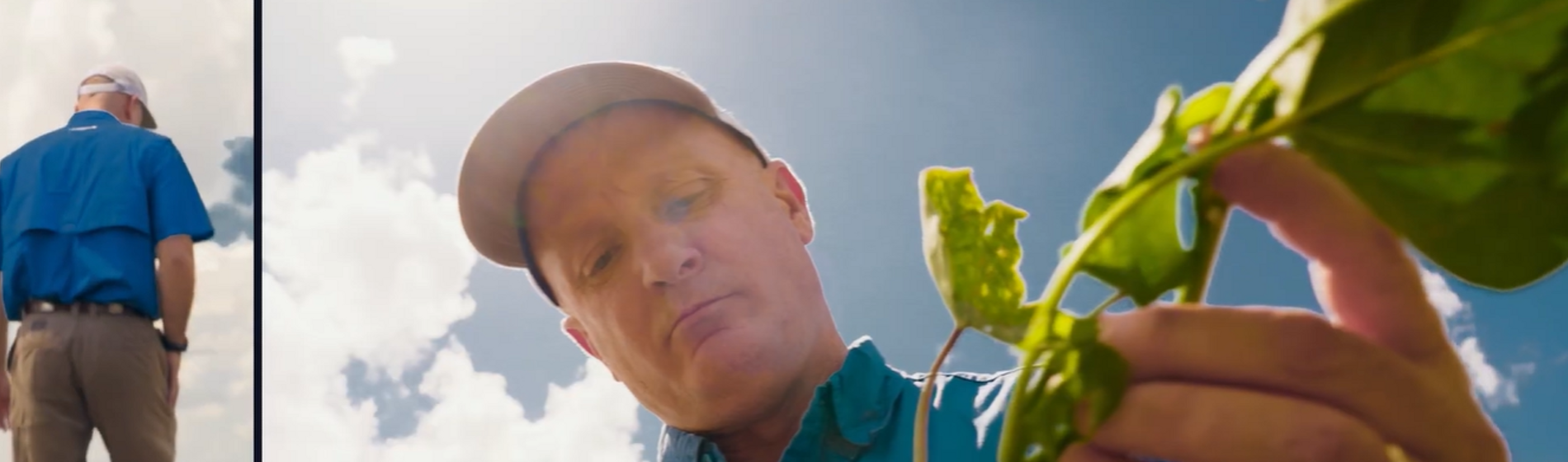One Cottonseed Brand That Has It All