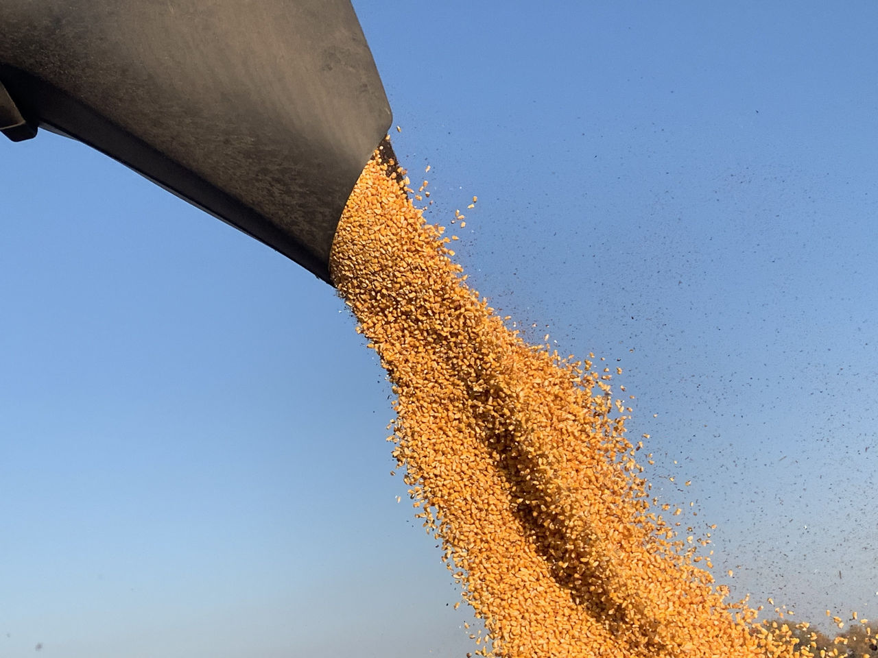Corn harvest