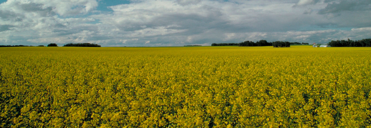 Minimize Your Risk With Winter Canola