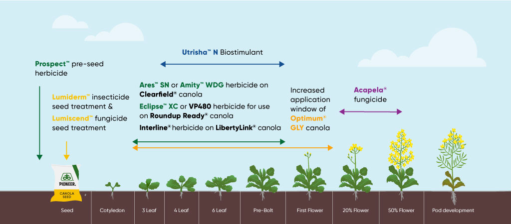 canola solutions
