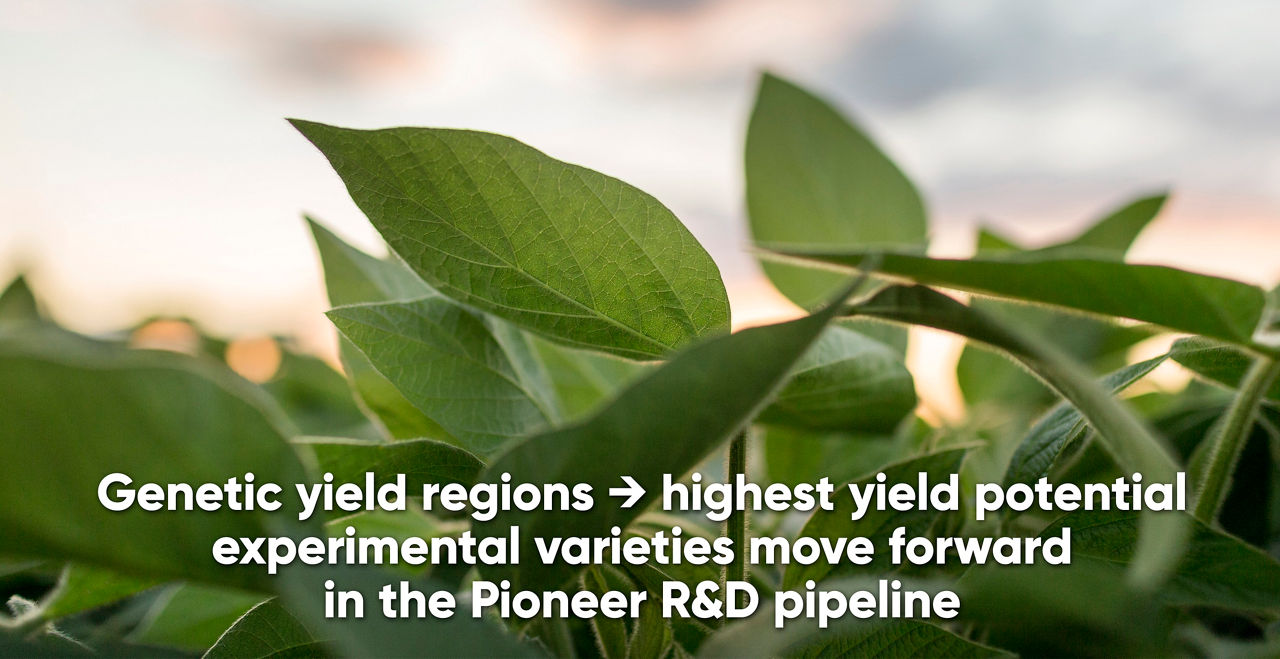 Midseason soybeans