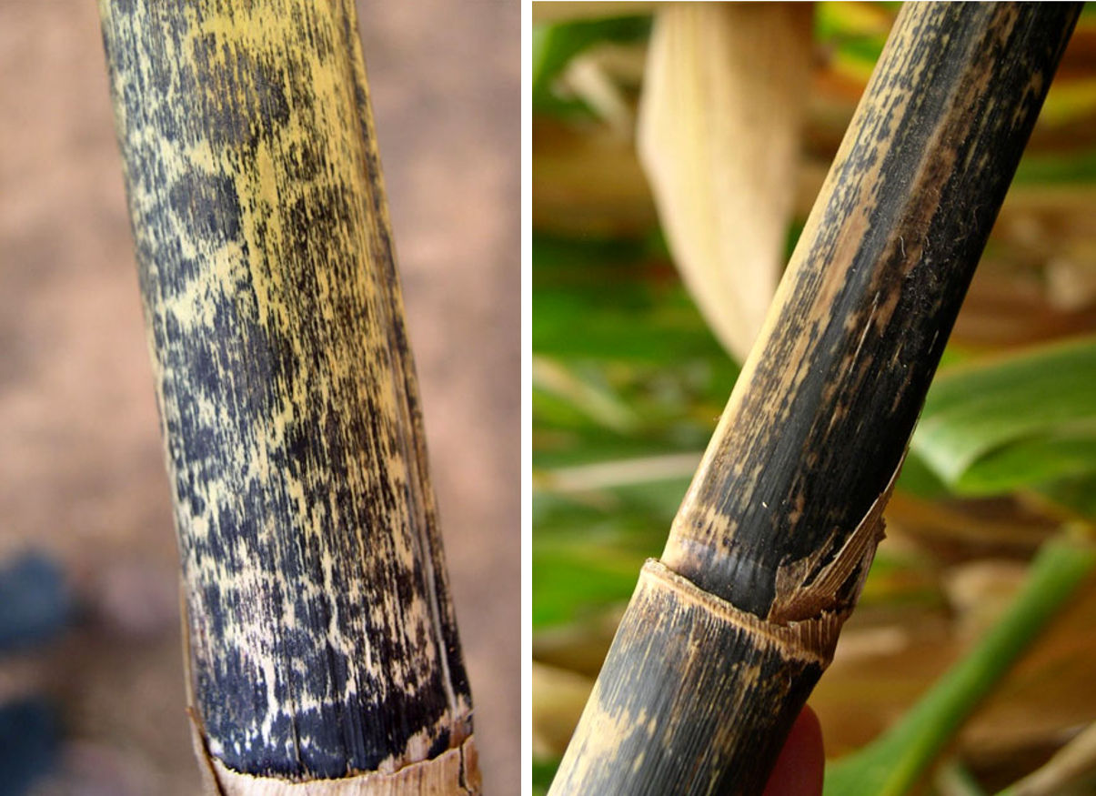 Décoloration externe des tiges causée par l’anthracnose. 