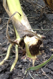 Rupture des tiges et lésions sombres sur les nœuds inférieurs des plants affectés par la pourriture de la tige causée par Physoderma.