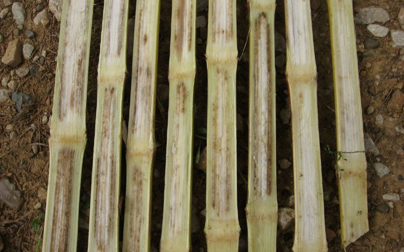 Symptômes internes de l’anthracnose sur les tiges. 