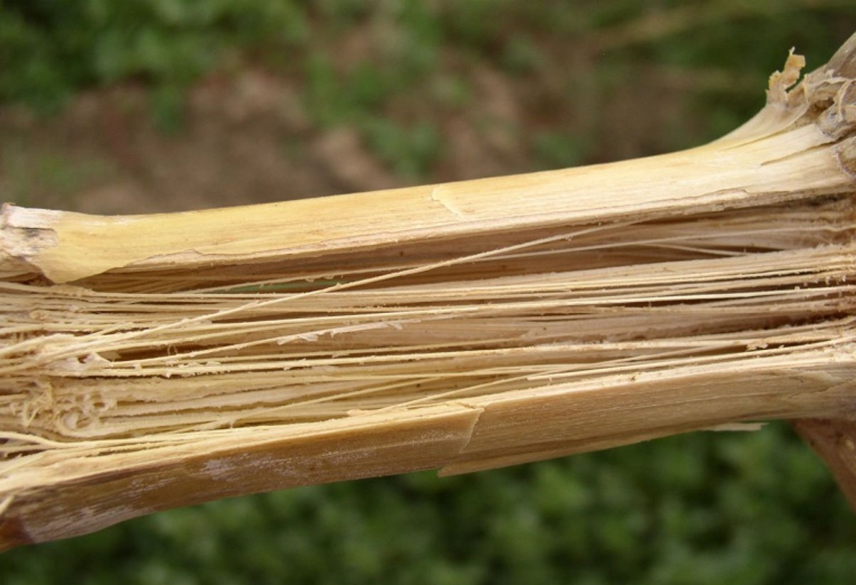 Désintégration de la moelle de la tige causée par Fusarium.