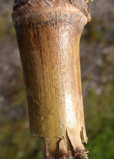 Diplodia, pourriture de la tige
