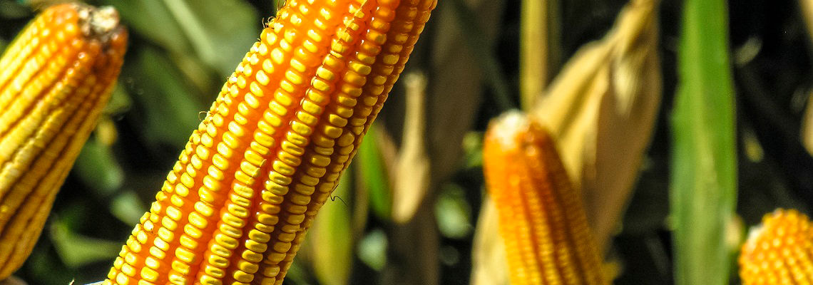close up of corn cob in field