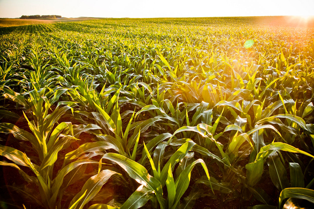 IMG-corn-field-at-sunrise-Corteva-EU-DE-V1