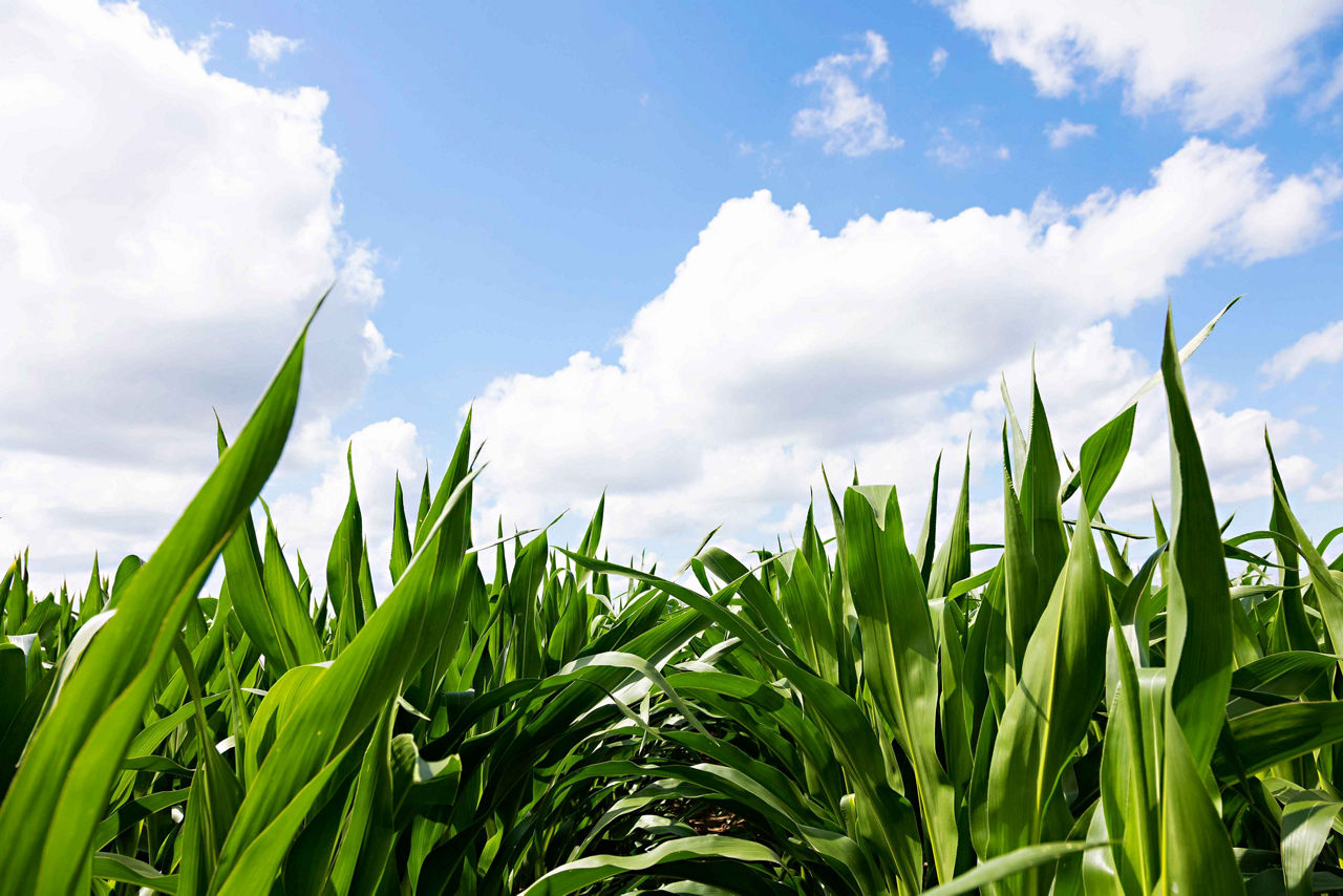Take Back Your Yield from Tar Spot
