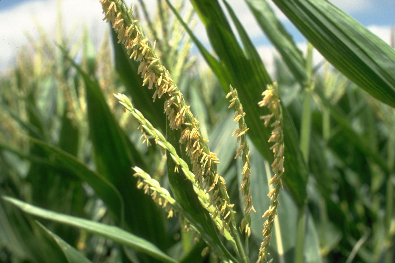 Tassel Wrap in Corn