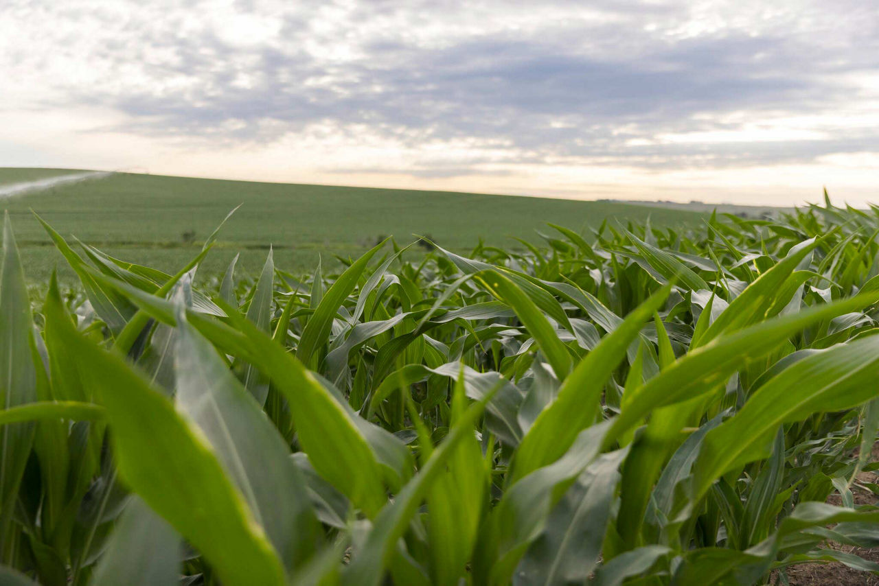 Corn plants - closeup in field - midseason - extended field in background