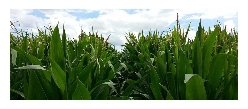 How Kernel Weight Varies by Hybrid in Iowa