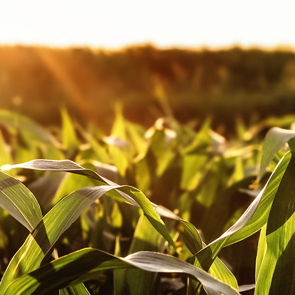 Green corn up close at sunset