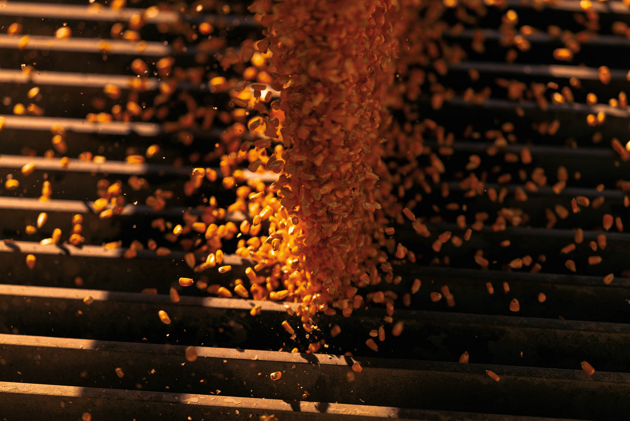 Corn kernels falling