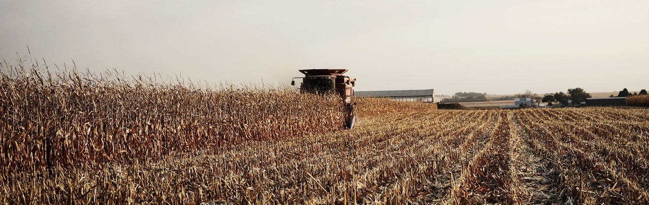 Corn harvest