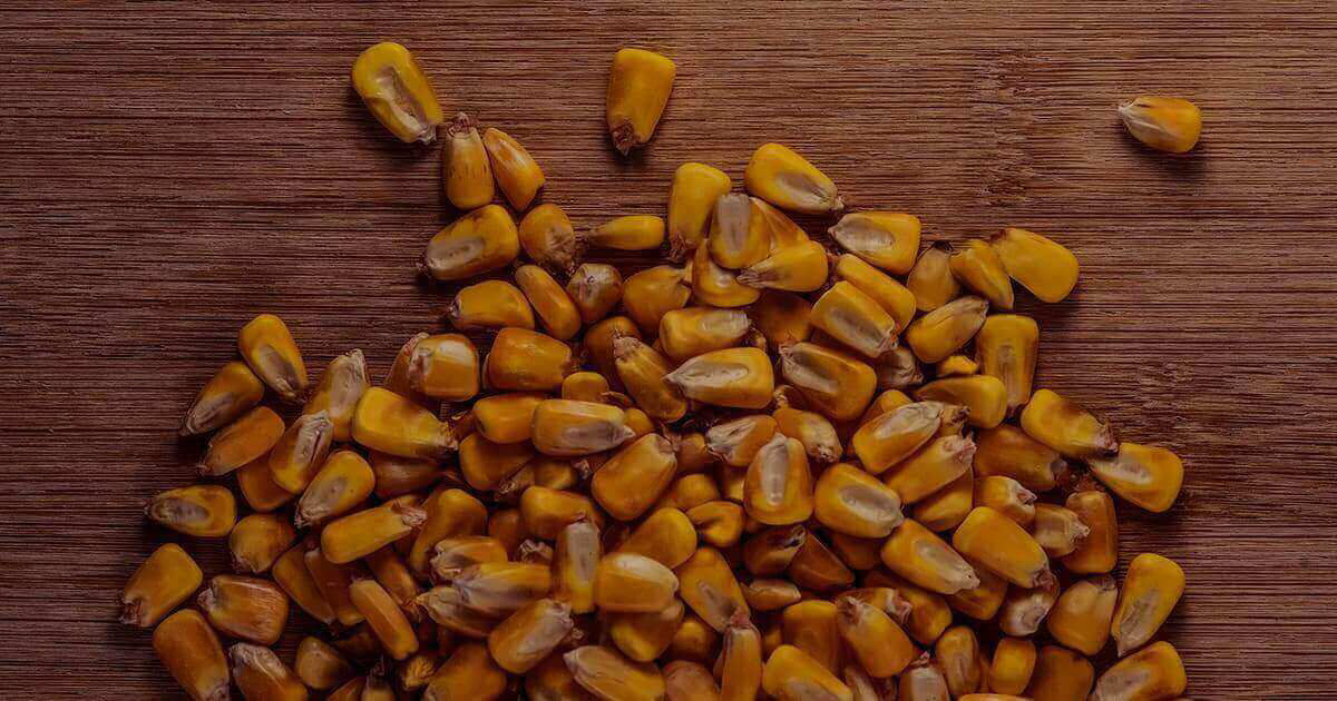 IMG-corn_image-Brevant-NA_US-V1.jpg