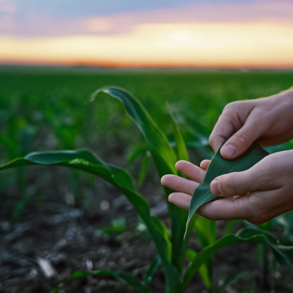 Corn plant leaf in hand
