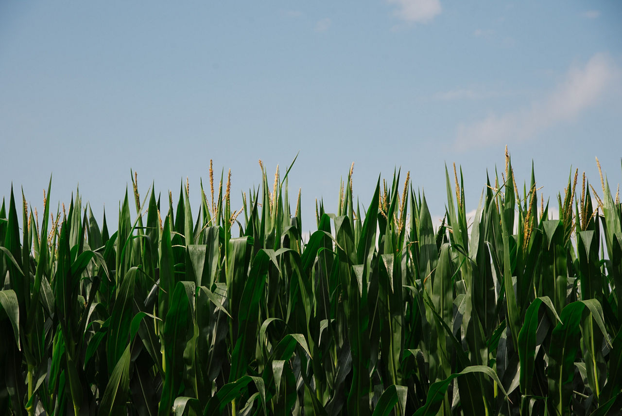 Corn of corn row