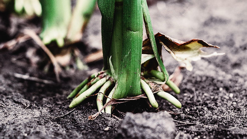 Corn stalk ground roots