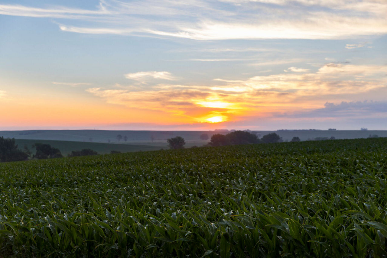 Corn Traits and Technologies