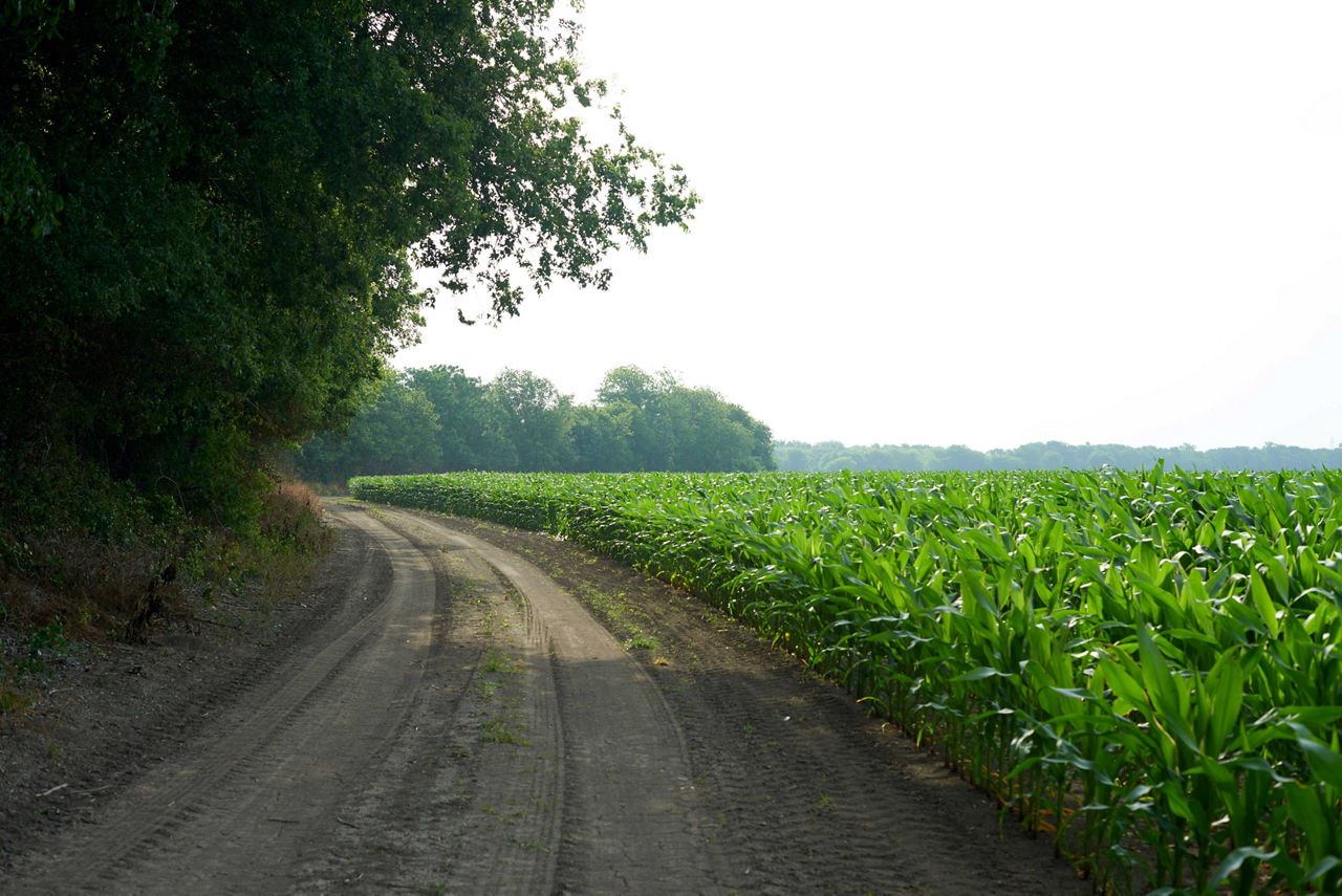 Stay one step ahead during the growing season with Pioneer Disease Alerts.