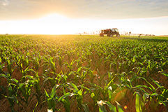 Compatible Across a Wide Range of Germplasm