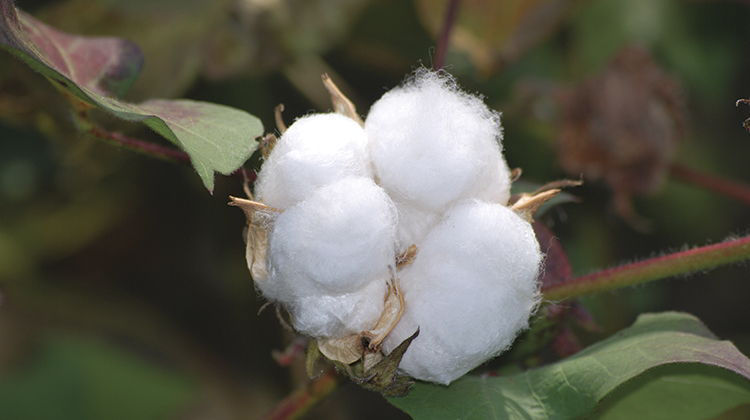 Cotton farmers and field sign