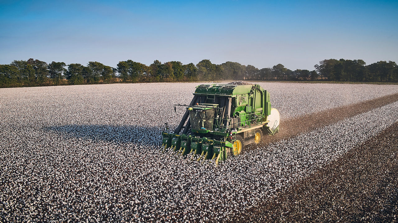 cotton harvest