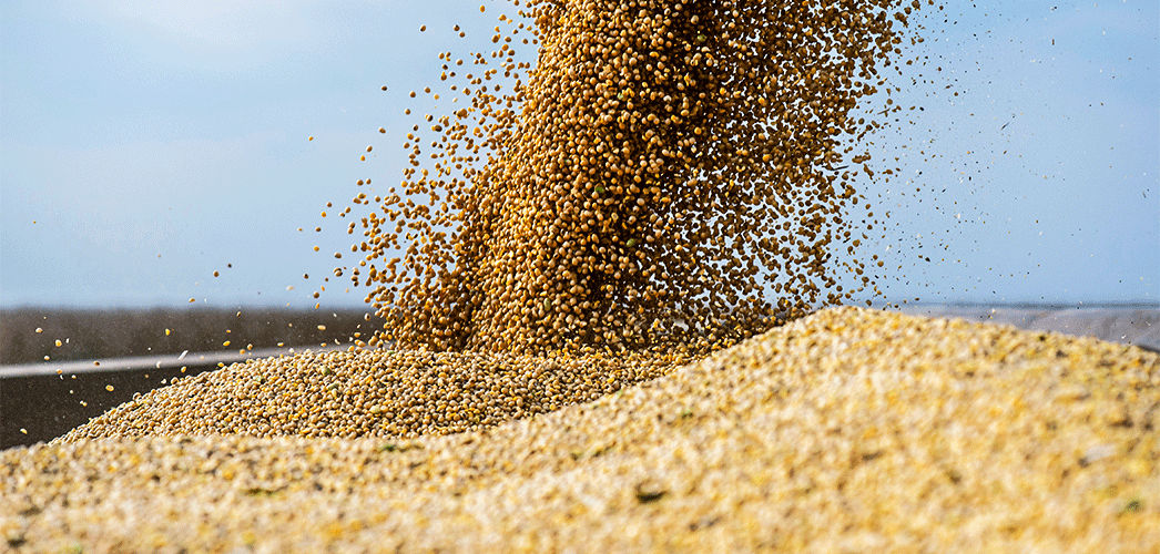 soybeans falling from bin