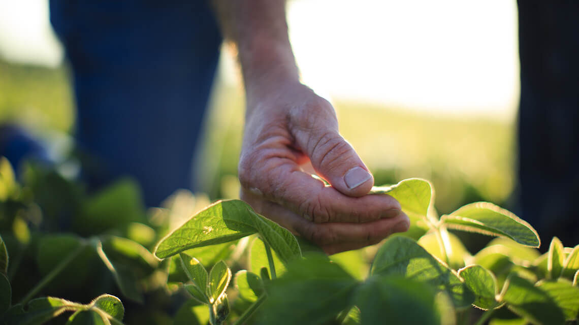 Person grabbing leaf