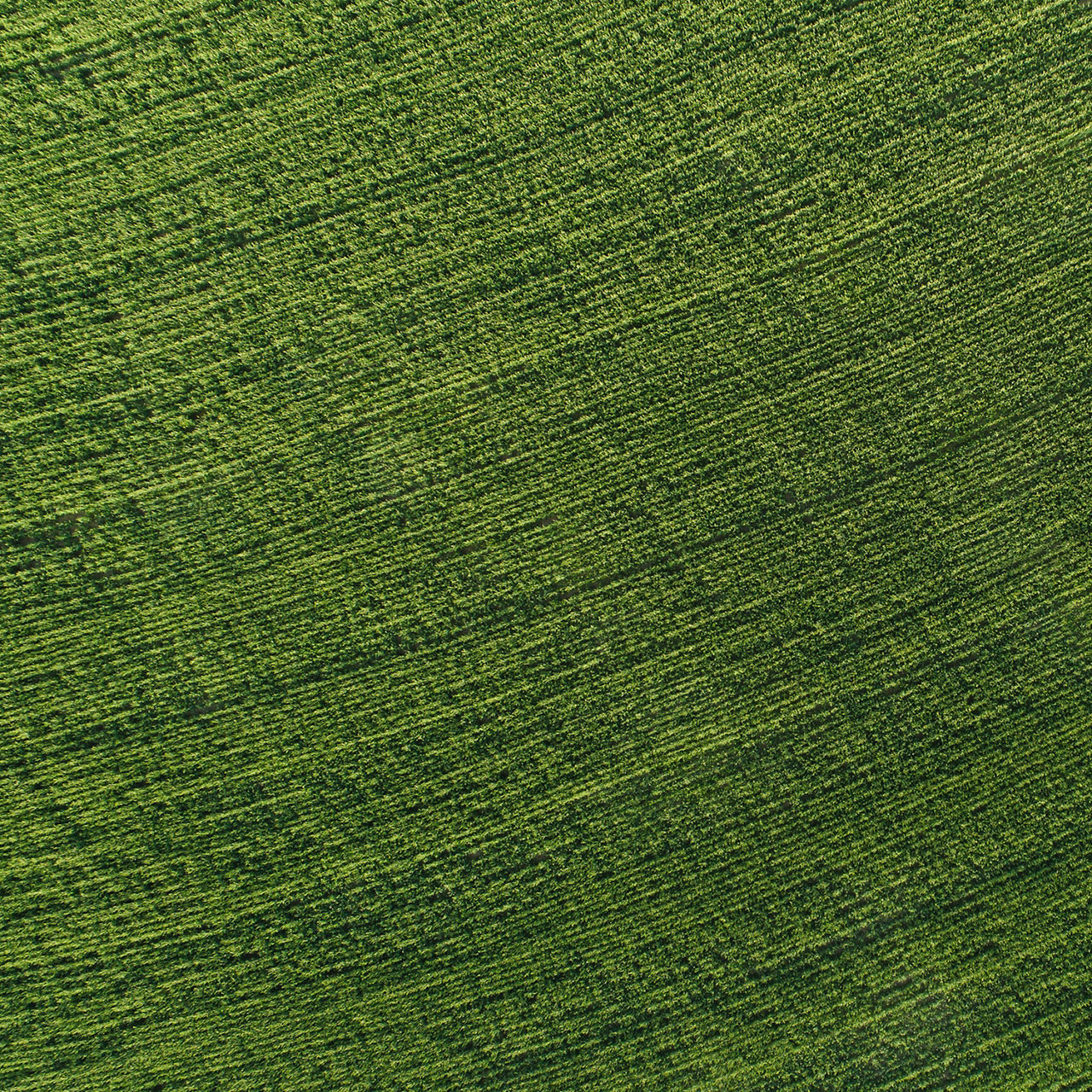 Green Field