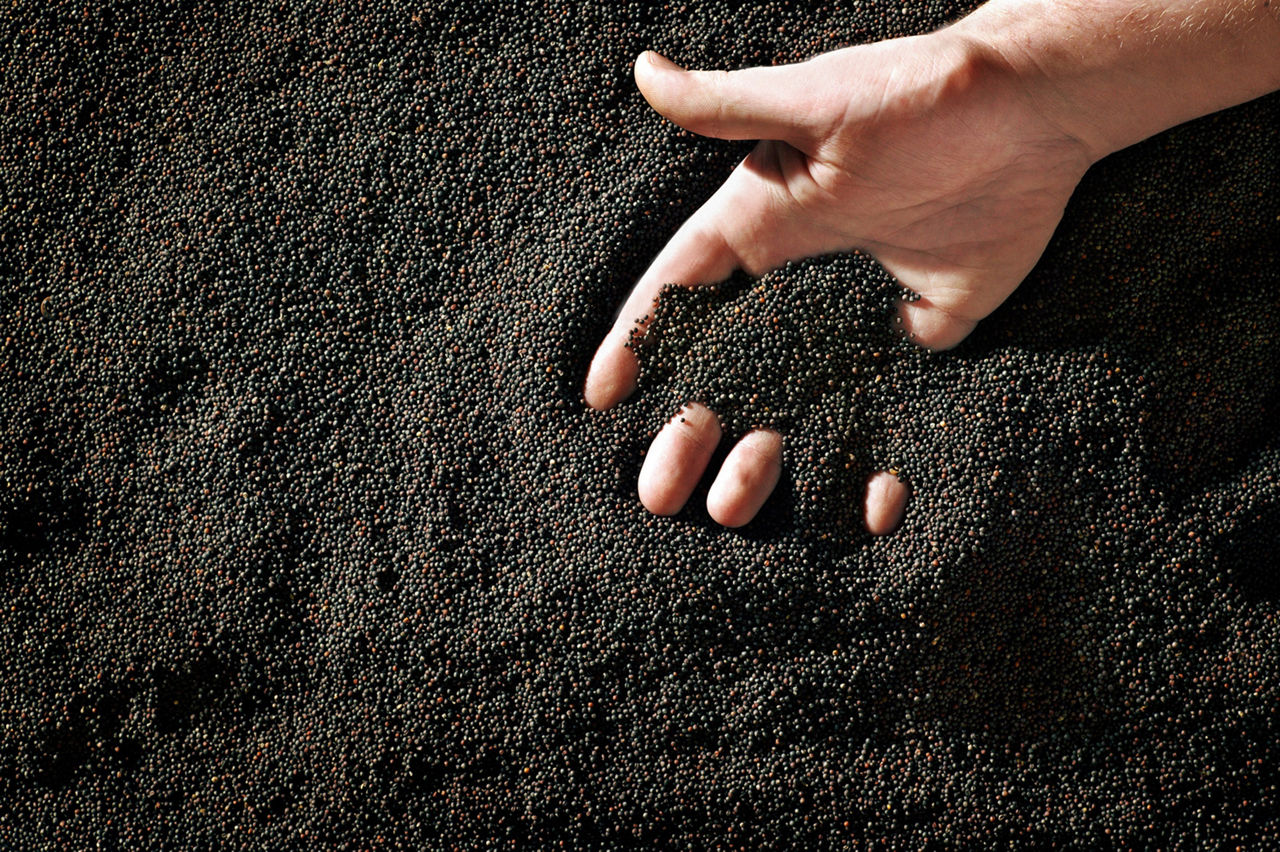 hand in seeds