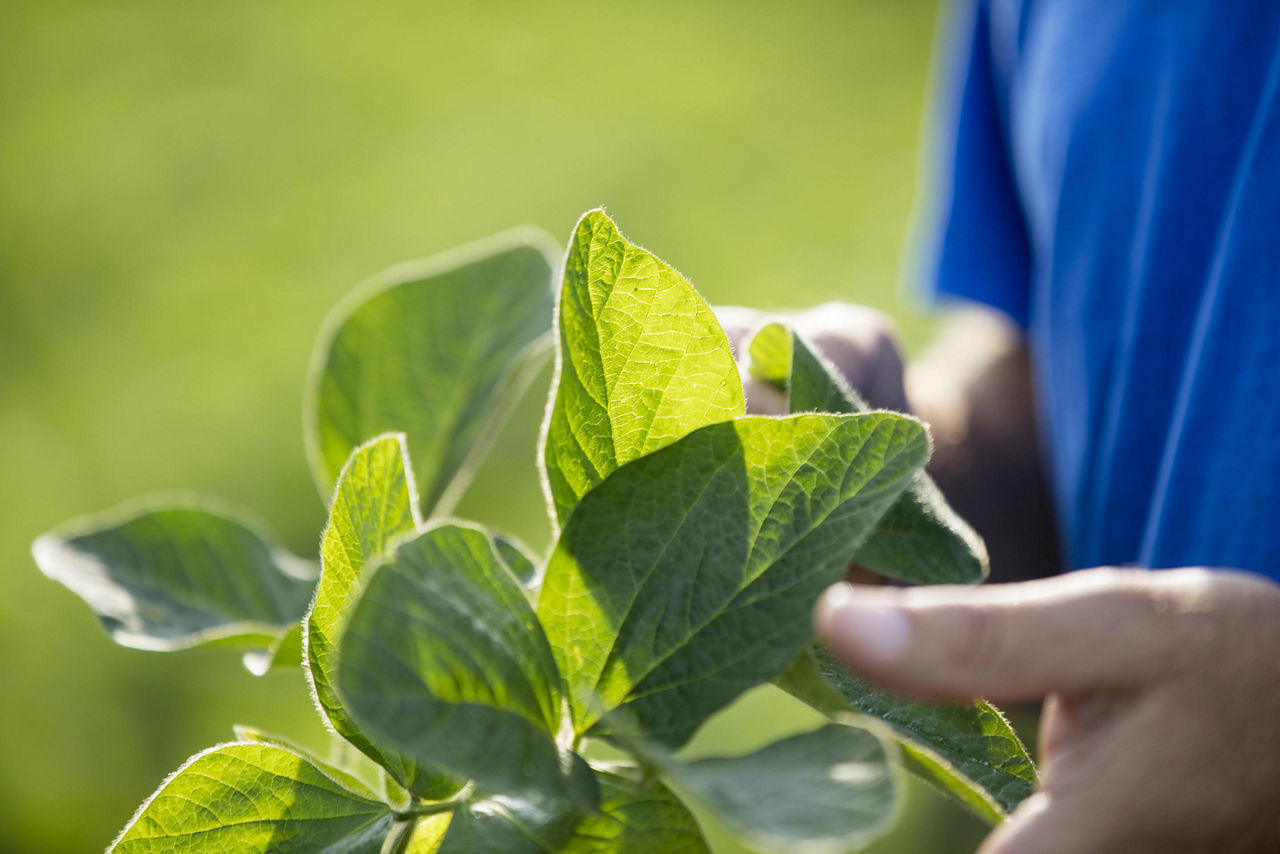 White Mold Management