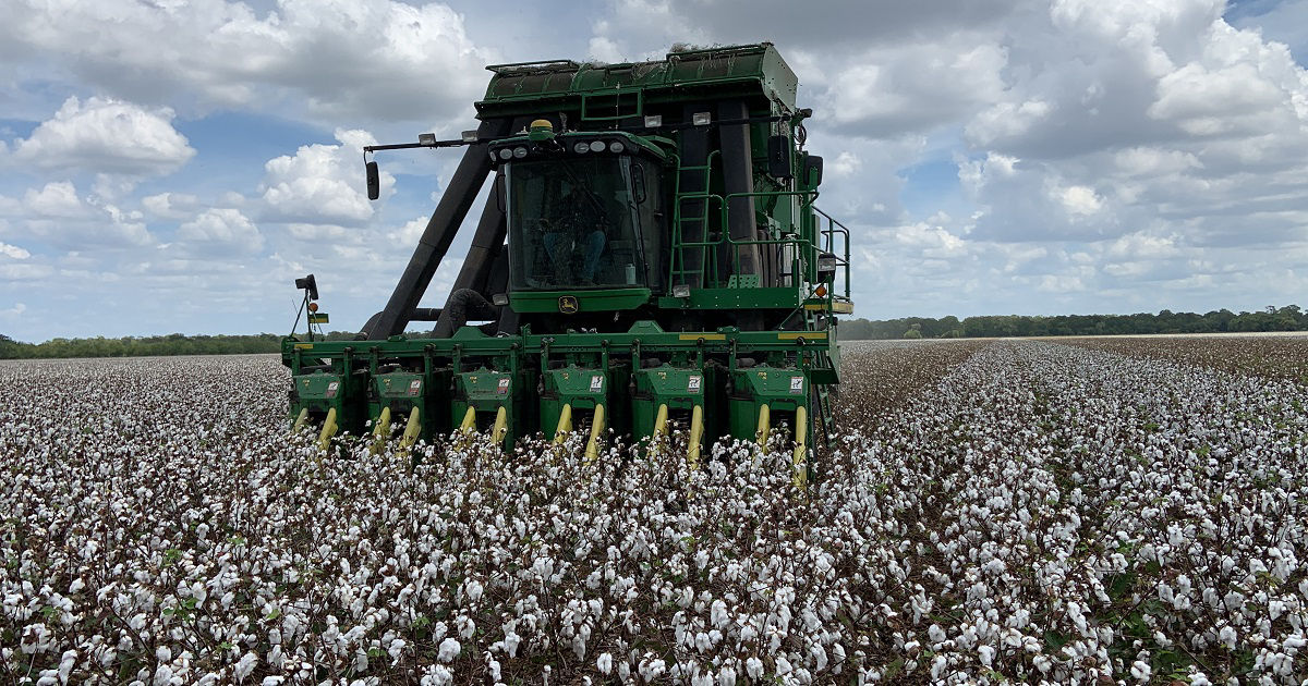 Harvesting TX cotton