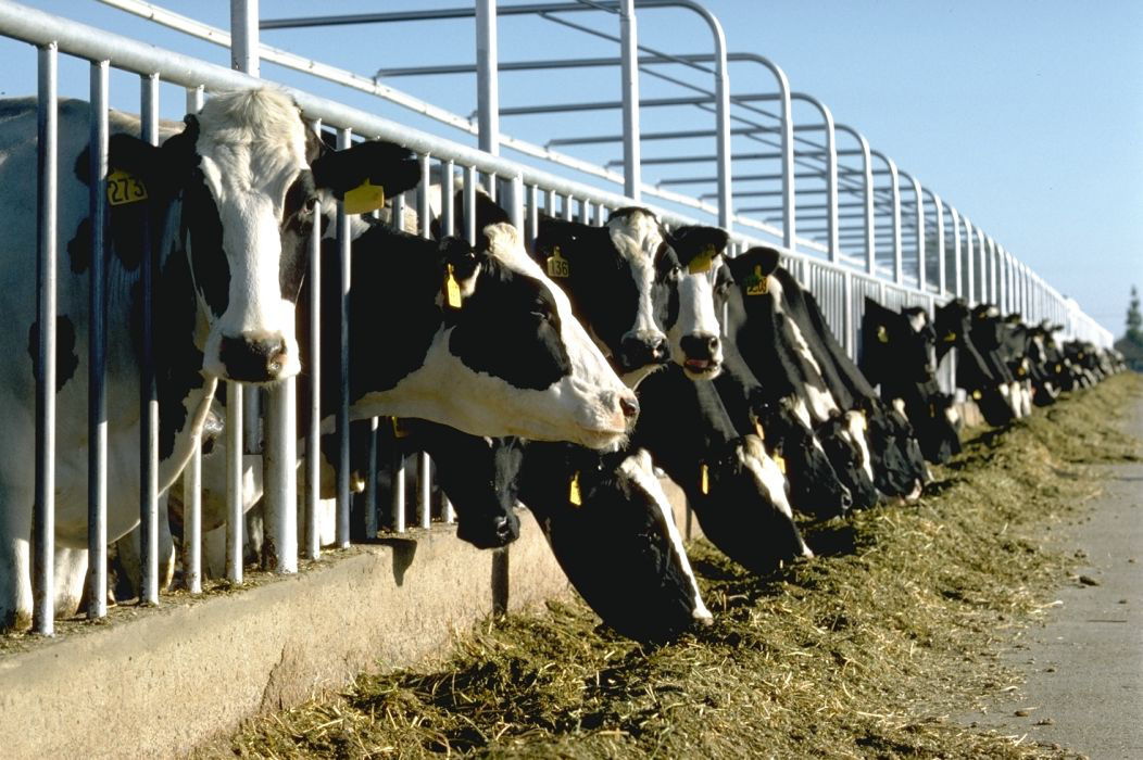 Beneficial Dairy Feed Option