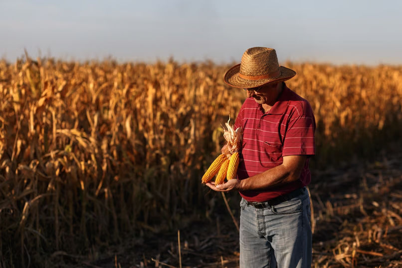Fotografia de meio-corpo de um agricultor usando chapéu de palha e camisa polo vermelha com listras horizontais, parado em pé ao lado de um milharal seco sob a luz do sol. Ele segura e observa com atenção três espigas de milho amarelas e descascadas nas mãos. Ao fundo, vê-se a vasta plantação de milho dourado.