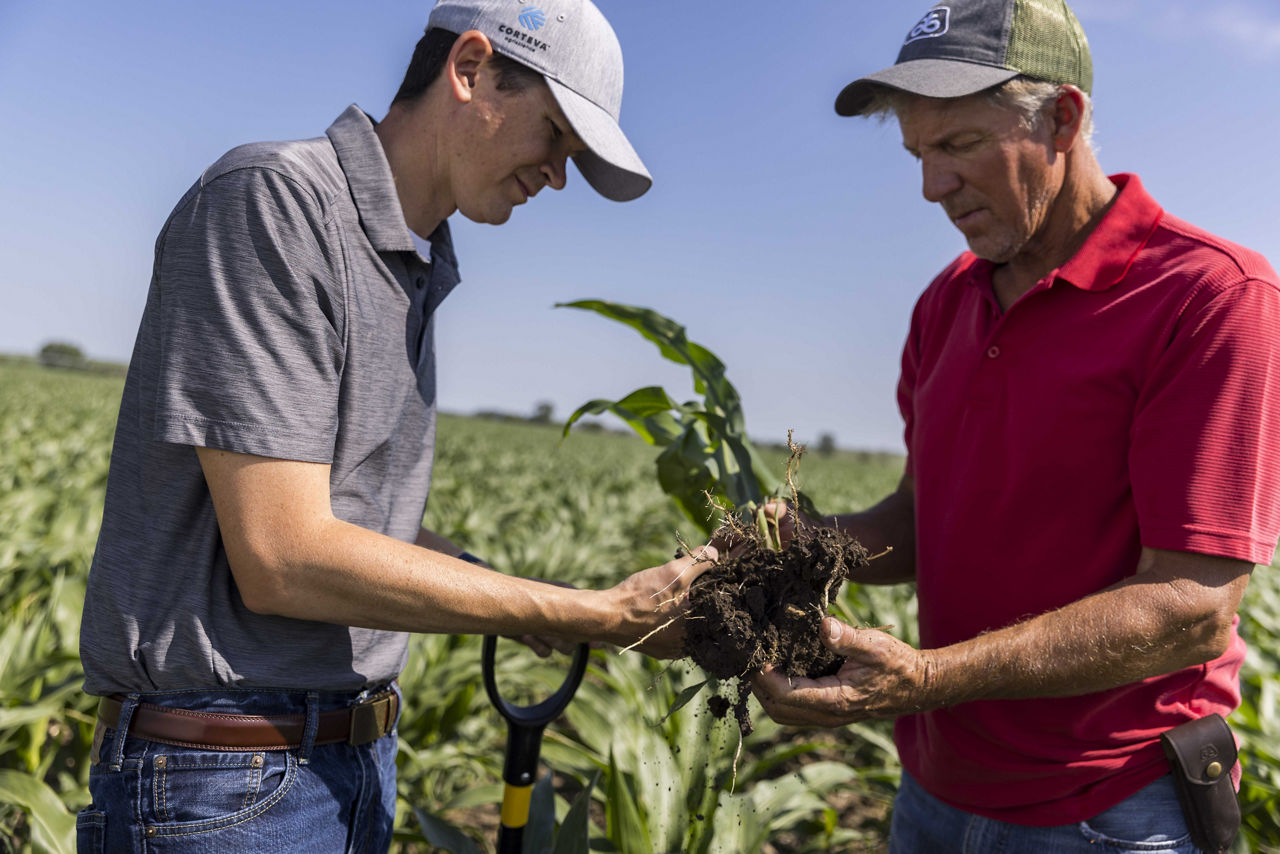 Timing Corn Harvest