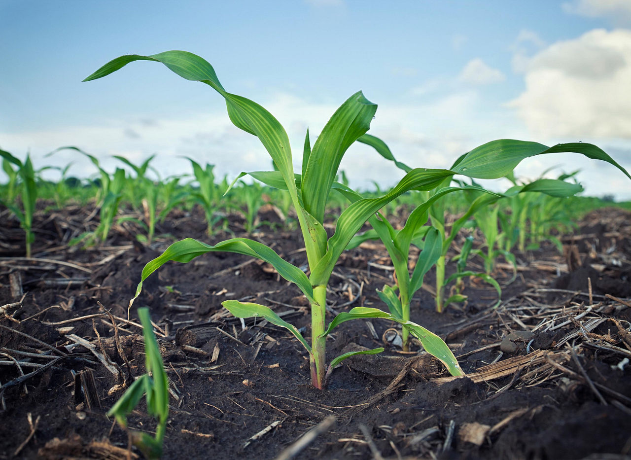 Low angle - young corn plants in field - closeup