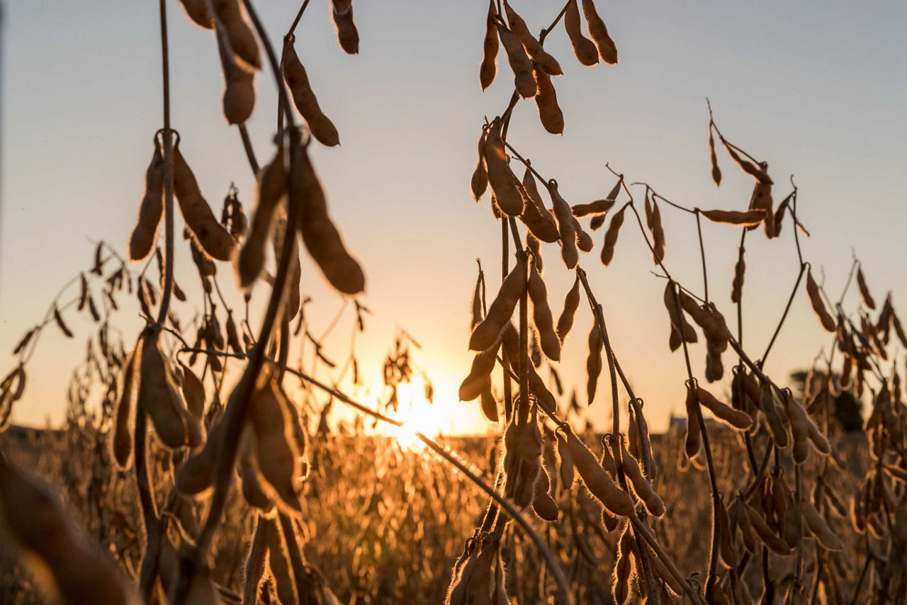 The 100th Harvest - late-season soybeans