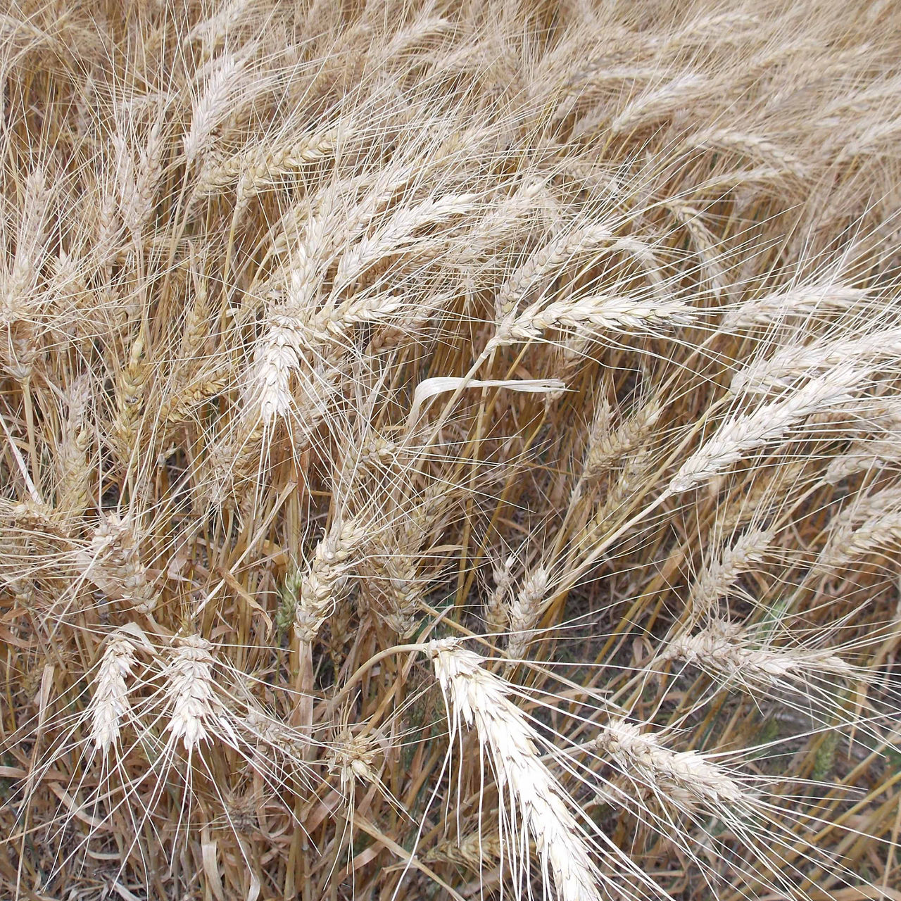 Wheat Harvest Resources