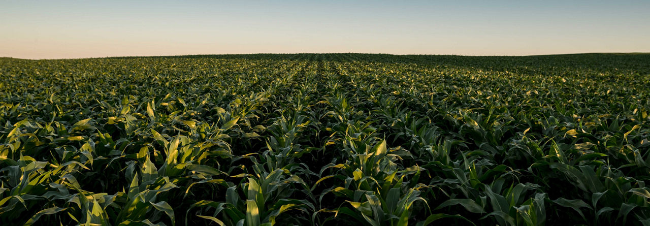 Photo - cornfield - midseason - long distance shot