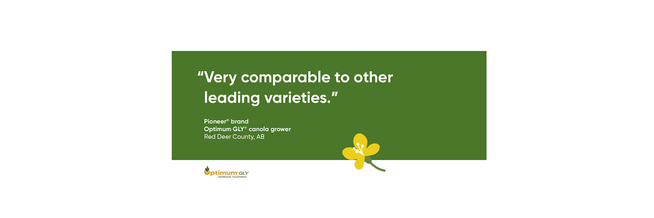 Very comparable to other leading varieties