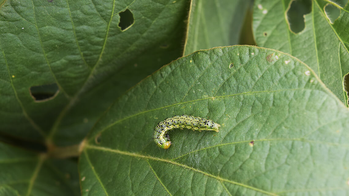 Pest on leaf